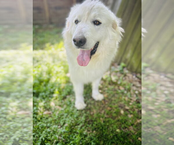 Medium Photo #3 Great Pyrenees Puppy For Sale in Spring, TX, USA
