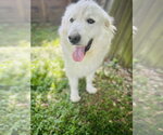 Small #2 Great Pyrenees