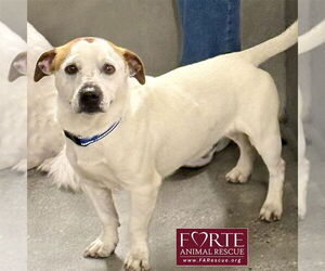 Carlos - Male Jack-A-Bee Dog for Adoption - Photo #2