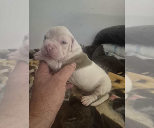 Medium Photo #5 American Bulldog Puppy For Sale in JASPER, GA, USA