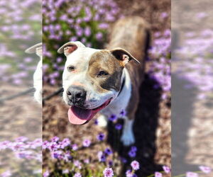 Medium American Pit Bull Terrier
