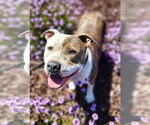 Small American Pit Bull Terrier