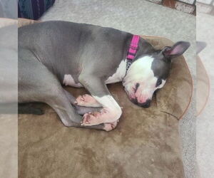 Peggy - Female American Staffordshire Terrier Dog for Adoption - Photo #5