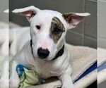 Small Bull Terrier Mix