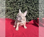 Small Photo #4 French Bulldog Puppy For Sale in LAWRENCEVILLE, GA, USA