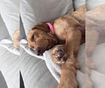 Small #7 Labrador Retriever Mix