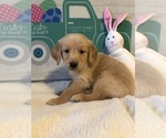 Small Photo #12 Golden Retriever Puppy For Sale in CHICAGO, IL, USA