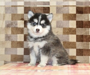 Pomsky Puppy for sale in DENVER, PA, USA