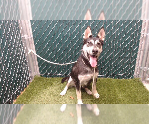 Medium Photo #1 Siberian Husky-Unknown Mix Puppy For Sale in Downey, CA, USA