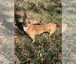 Small #4 Chihuahua Mix