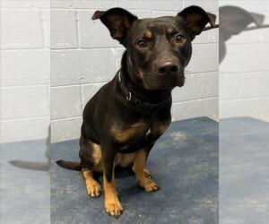 Rottweiler-Unknown Mix Dogs for adoption in Woodland, CA, USA