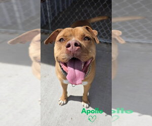 Apollo - Male American Staffordshire Terrier-Boxer Mix Dog for Adoption - Photo #4