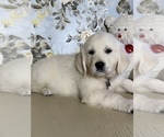 Small #5 English Cream Golden Retriever