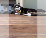 Small #3 Siberian Husky
