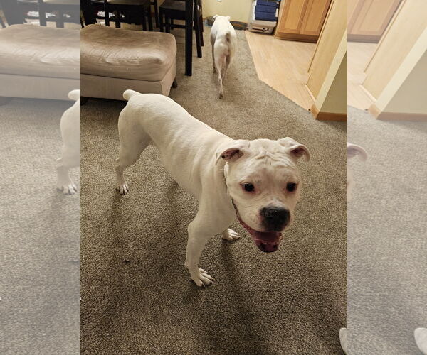 Medium Photo #1 Boxer Puppy For Sale in Woodbury, MN, USA