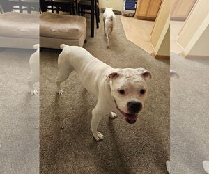 Boxer Dogs for adoption in Woodbury, MN, USA