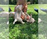 Small Photo #9 Labrador Retriever Puppy For Sale in WARSAW, OH, USA