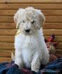 Small Photo #6 Goldendoodle Puppy For Sale in ARCHBOLD, OH, USA