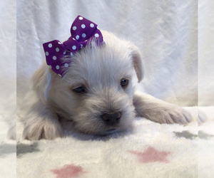 Maltipoo Puppy for sale in BRUSH PRAIRIE, WA, USA