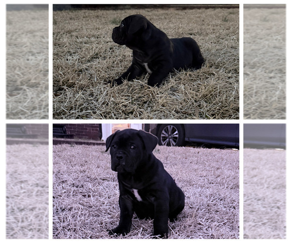 Medium Photo #1 Cane Corso Puppy For Sale in COLUMBIA, SC, USA