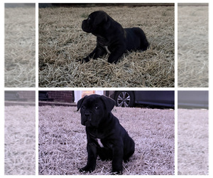 Cane Corso Puppy for sale in COLUMBIA, SC, USA