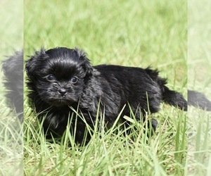 Shih Aussie Puppy for sale in PALM COAST, FL, USA