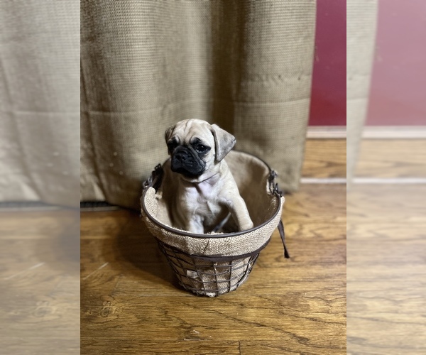 Medium Photo #1 Puggle Puppy For Sale in EAU CLAIRE, WI, USA