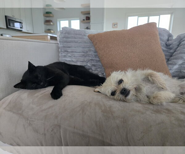 Medium Photo #3 ShiChi Puppy For Sale in Grafton, WI, USA