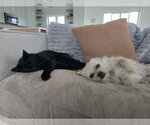 Small Photo #3 ShiChi Puppy For Sale in Grafton, WI, USA