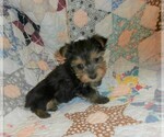 Small Photo #5 Yorkshire Terrier Puppy For Sale in STANTON, MO, USA