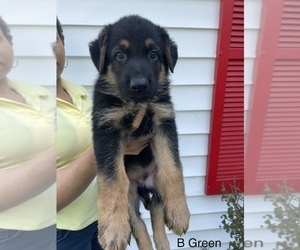 German Shepherd Dog Puppy for Sale in TOLEDO, Ohio USA