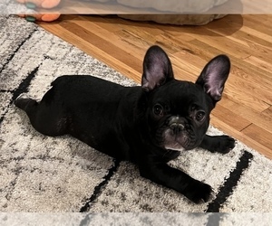 French Bulldog Puppy for sale in BOLIVAR, MO, USA