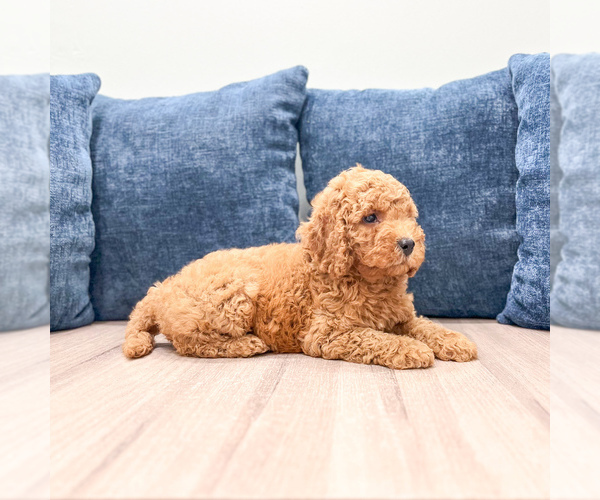 Medium Photo #3 Miniature Labradoodle Puppy For Sale in MILLERSBURG, OH, USA