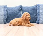 Small #2 Miniature Labradoodle