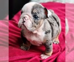 Small Photo #9 Bulldog Puppy For Sale in BRANDON, FL, USA