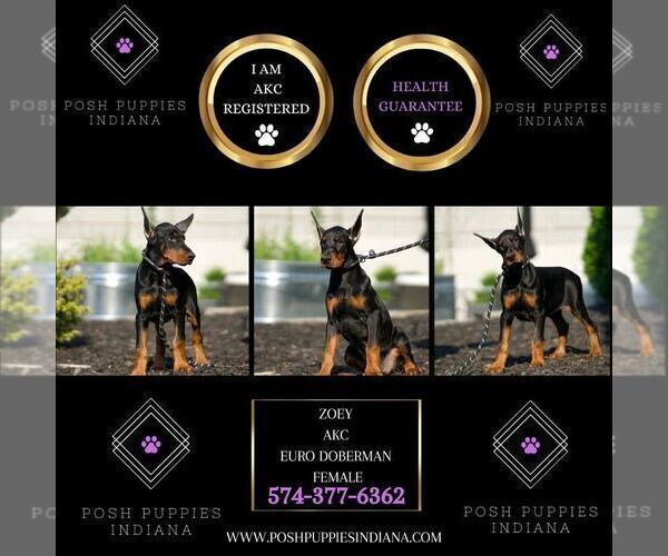 Medium Photo #5 Doberman Pinscher Puppy For Sale in WARSAW, IN, USA
