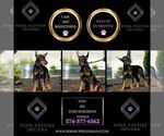 Small Photo #46 Doberman Pinscher Puppy For Sale in WARSAW, IN, USA