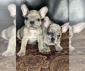 French Bulldog Puppy for sale in PROVIDENCE, RI, USA