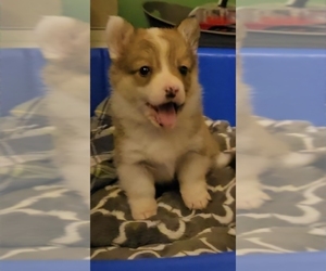 Pembroke Welsh Corgi Puppy for sale in URBANA, IL, USA