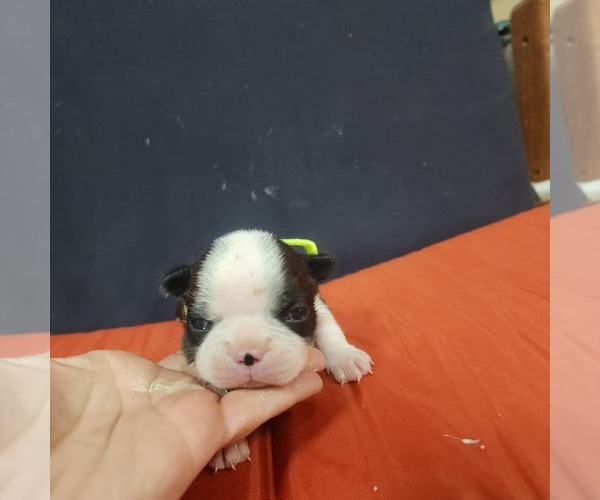 Medium Photo #11 Boston Terrier Puppy For Sale in AFTON, WY, USA