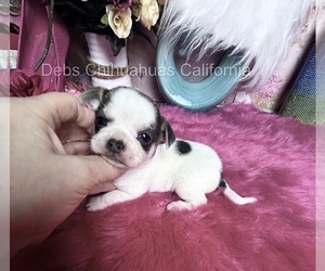 Chihuahua Puppy for sale in TRACY, CA, USA