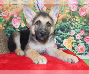 German Shepherd Dog Puppy for sale in HAMMOND, IN, USA