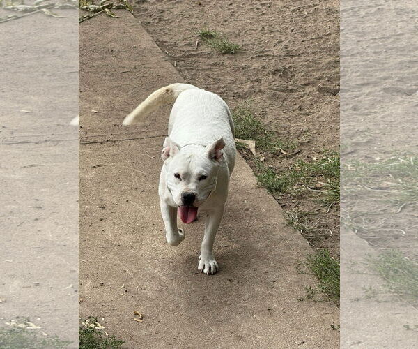 Medium Photo #5 American Pit Bull Terrier-Unknown Mix Puppy For Sale in Germantown, OH, USA