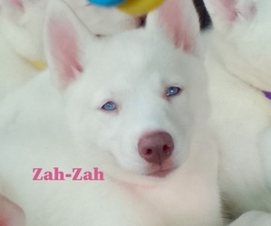 Siberian Husky Puppy for sale in GONZALES, LA, USA