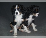 Small Photo #14 Australian Shepherd-Cavalier King Charles Spaniel Mix Puppy For Sale in HOWLAND, OH, USA