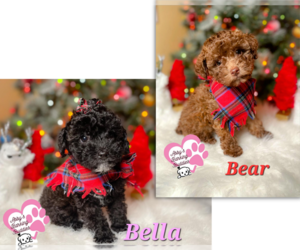 Poodle (Toy) Puppy for sale in GOLDSBORO, NC, USA