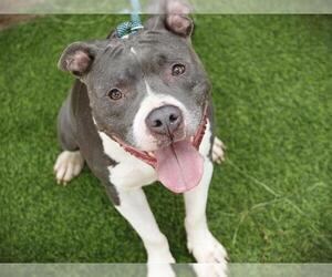 American Staffordshire Terrier Dogs for adoption in Tallahassee, FL, USA