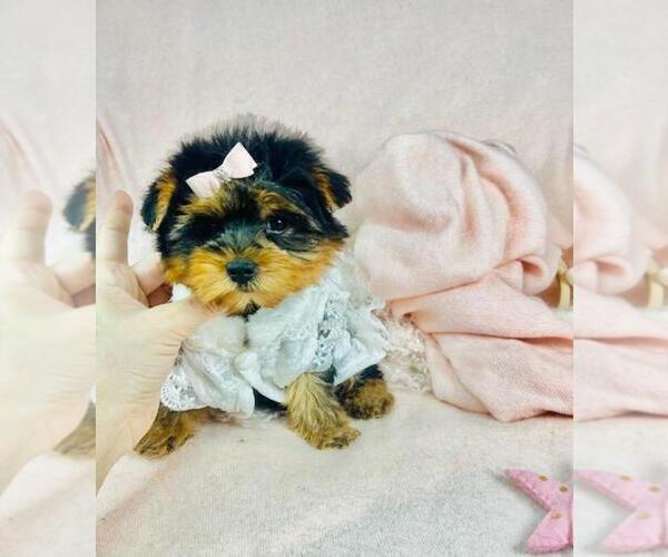 Medium Photo #12 Maltese Puppy For Sale in TAMPA, FL, USA
