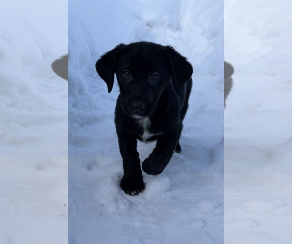 Medium Photo #2 Labrador Retriever-Pomeranian Mix Puppy For Sale in Anchorage, AK, USA