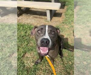 Mutt Dogs for adoption in Riverside, CA, USA